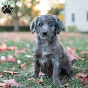 Pear, Mini Goldendoodle Puppy